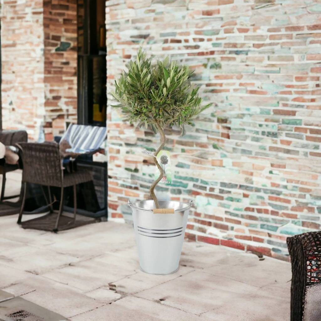 Spiral Olive Tree In 23cm Pot – 80–90cm Tall, 1 of 5