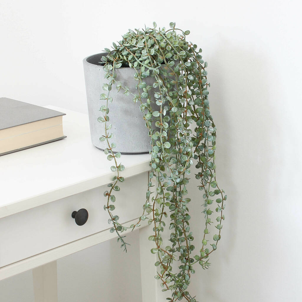 Grey Wash String Of Pearl Plant, 1 of 4