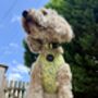 Zesty Butter Meadows Floral Dog Collar, thumbnail 6 of 6
