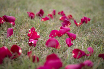 Romantic Red Rose Petals, 3 of 8