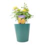 The Golden Anniversary Rose – Golden Yellow Patio Rose, thumbnail 4 of 5
