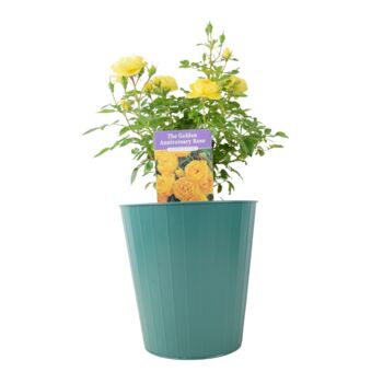 The Golden Anniversary Rose – Golden Yellow Patio Rose, 4 of 5