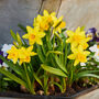 Spring Bulbs Daffodils 'Tete A Tete' Six X Bulb Pack, thumbnail 2 of 5