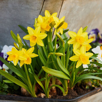 Spring Bulbs Daffodils 'Tete A Tete' Six X Bulb Pack, 2 of 5