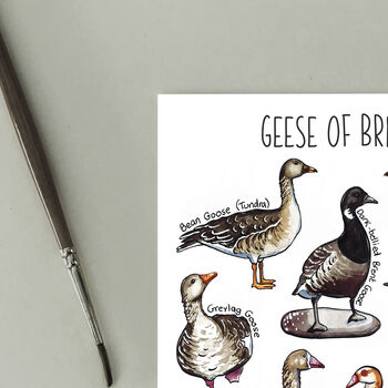 Geese Of Britain Watercolour Postcard, 3 of 8