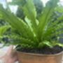 A Rectangular Indoor Planter With A Vintage Copper Finish, thumbnail 6 of 6