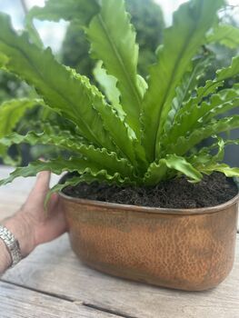 A Rectangular Indoor Planter With A Vintage Copper Finish, 6 of 6