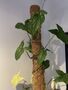 Indoor Plant Support, Adds Structure To Your Plants, thumbnail 2 of 5