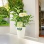 White Hydrangea Plant Elegant Shrub In 3 L Pot, thumbnail 1 of 7
