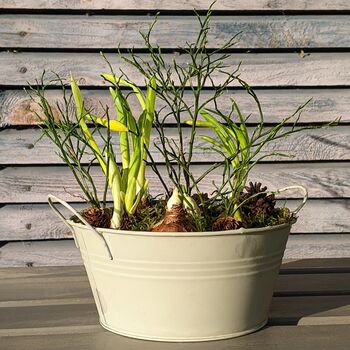 Potted Spring Bulb Planter Gift, 4 of 4