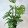 Houseplant Monstera Adansonii 'Monkey Leaf' 3 L Pot, thumbnail 2 of 5