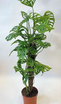 Houseplant Monstera Adansonii 'Monkey Leaf' 3 L Pot, 2 of 5