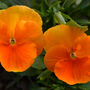 Pansy 'Halloween Mix' 20 X Full Plant Pack, thumbnail 1 of 4