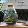 Large Teardrop Glass Container | H: 37 Cm, thumbnail 3 of 5