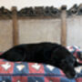 Custom Dog Bed, thumbnail 10 of 12