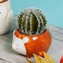 Hedgehog Plant Pot With Choice Of Plants, thumbnail 1 of 3