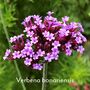 Dog Friendly Garden Design Gift Ideal For Container Gardens, thumbnail 5 of 5