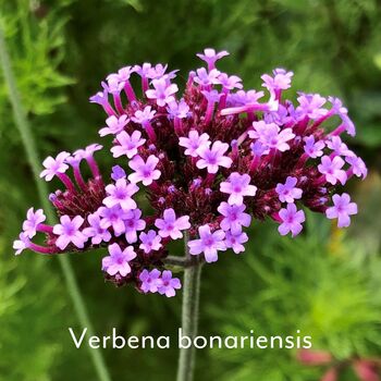 Dog Friendly Garden Design Gift Ideal For Container Gardens, 5 of 5