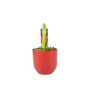 Festive Red Amaryllis Bulb In 12cm Pot For Christmas, thumbnail 3 of 6