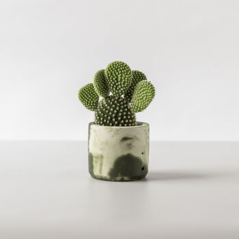 Baby Bunny Ear Cactus With Handmade Pot, 2 of 8