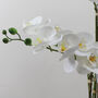 Luxury White Potted Artificial Phalaenopsis Plant, thumbnail 3 of 3
