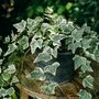 Houseplant Variegated English Ivy One Plant One L Pot, thumbnail 6 of 6