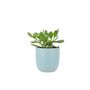 Crassula Money Plant In 12cm Pot – Air Purifying Gift, thumbnail 2 of 7