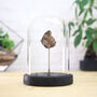 Chondrite Meteorite Bell Jar Real Authentic Space Meteor Fragment Museum Quality Natural History Interior Design Home Decor Display Gift Ornament, thumbnail 1 of 4