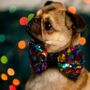 Rainbow Sequin Christmas Dog Bow Tie, thumbnail 2 of 4