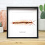 Amazonian Giant Centipede Insect Bug Moth Butterfly Box Frame Entomology Taxidermy Interior Design Modern Home Decor Wall Hanging Gift Ornament, thumbnail 1 of 3