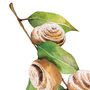 Botanical Cinnamon Roll Art Print, thumbnail 6 of 10