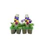 Mixed Pansy Plants – 12 Garden Ready Bedding Plants, thumbnail 2 of 3