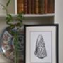 Framed Limited Edition Marble Cone Shell Giclee Print, thumbnail 2 of 6