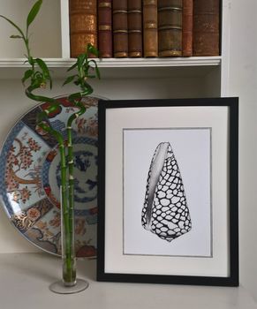 Framed Limited Edition Marble Cone Shell Giclee Print, 2 of 6