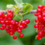 Fruit Plants, 'Redcurrant', thumbnail 4 of 11