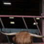 Personalised Texas Longhorn 18 Cm Cow Soft Toy, thumbnail 4 of 10