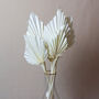 Bleached Dried Exotic Palm Spear Bunch, thumbnail 3 of 5