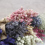 Cherry Blossom Pink Dried Flower Delphinium Bunch, thumbnail 3 of 3