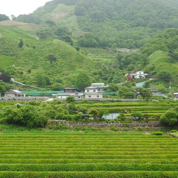 Light Tea Seasonal Loose Leaf Tea Edit, 6 of 10