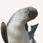 Blue Footed Booby Giclée Art Print, thumbnail 3 of 3