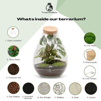Terrarium Kit With Plants H: 37 Cm | 'Corfu', 3 of 9