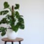 Houseplant Monstera Deliciosa 'Swiss Cheese Plant', thumbnail 4 of 5