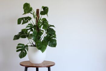 Houseplant Monstera Deliciosa 'Swiss Cheese Plant', 4 of 5