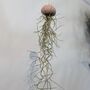 Jellyfish Airplant Spanish Moss Gift For Plant Lover, thumbnail 2 of 8
