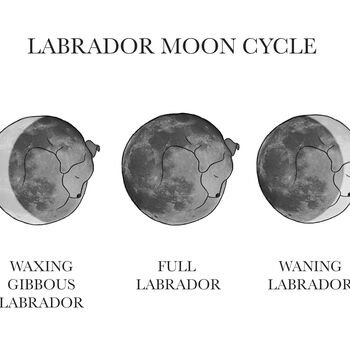 Labrador Moon Phase Cycle Panoramic Print, 3 of 3
