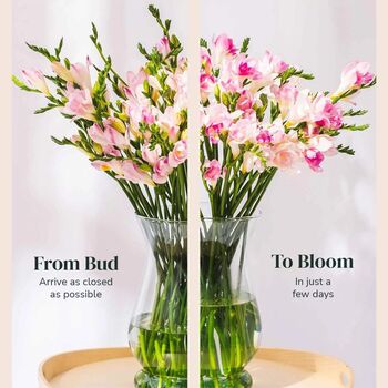 Light Pink Guernsey Long Stem Freesia Flowers, 3 of 3