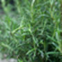 Herb Plants Rosemary One X 9cm Pot, thumbnail 3 of 4