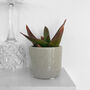 Aloe Black Gem Potted Succulent House Plant, thumbnail 3 of 6