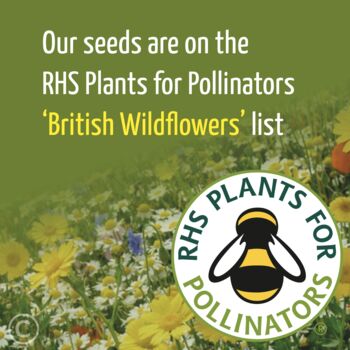 Great Mum! Bee / Butterfly Friendly Wildflower Seeds, 3 of 4