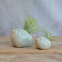 Bird Air Plant Holder In Mint Green, thumbnail 4 of 11